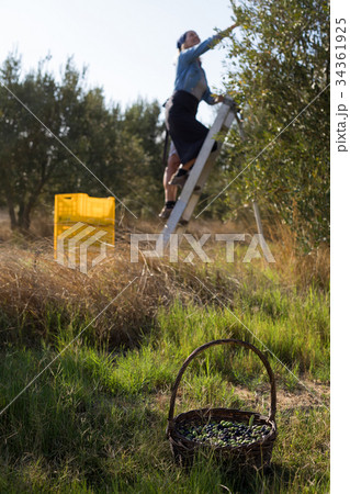 Fresh olives in basket with woman in background 34361925