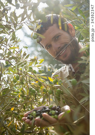Portrait of farmer checking a tree of olive in farm Portrait of farmer checking a tree of olive in farm 34362347