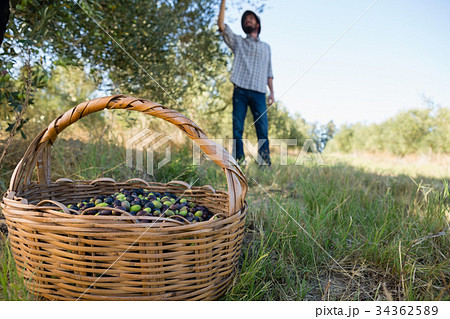Farmer harvesting a olives from tree Farmer harvesting a olives from tree 34362589