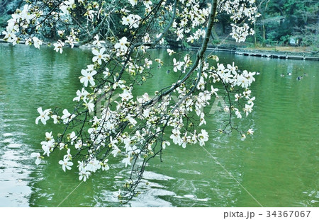 春の素材・善福寺公園の翡翠色の池に咲きかかる辛夷の花・横位置 34367067