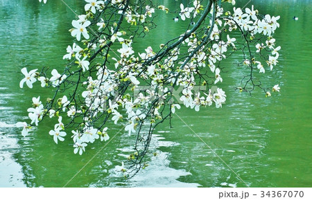 春の素材・善福寺公園の翡翠色の池に咲きかかる辛夷の花・横位置 34367070