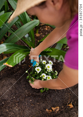Cropped image of woman using pruning shears on flowering plant 34367704