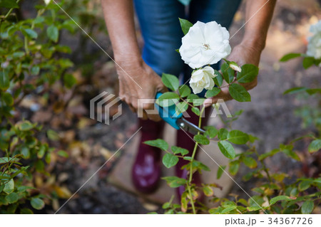 Low section of senior woman trimming white flower plant with pruning shears 34367726