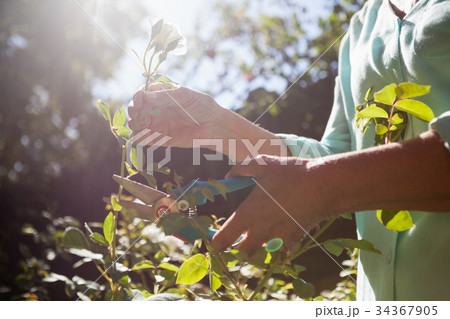 Midsection of senior woman cutting flower stem with pruning shears 34367905