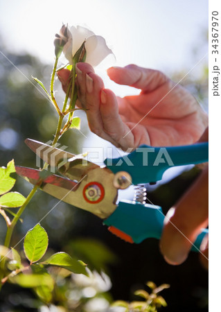 Cropped hands of senior woman cutting flower stem with pruning shears Cropped hands of senior woman cutting flower stem with pruning shears 34367970