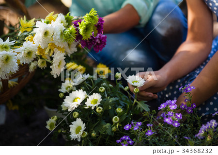 Cropped image of granddaughter and grandmother plucking flowers 34368232