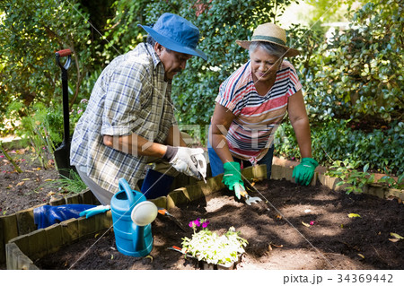 Couple planting young plant into the soil Couple planting young plant into the soil 34369442