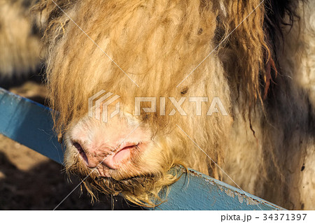 Young domestic yak or Bos grunniens 34371397