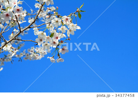 青空と桜 34377458