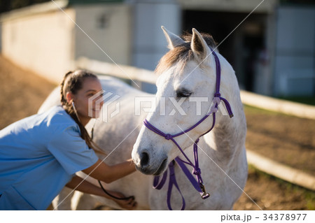 Smiling female vet checking horse Smiling female vet checking horse 34378977