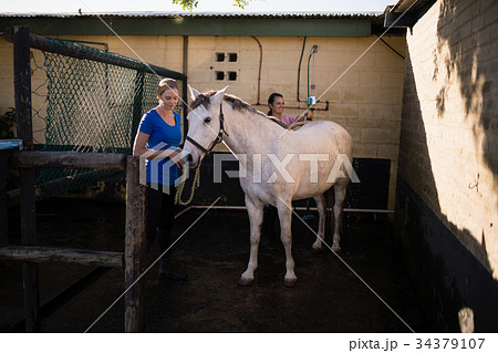 Women cleaning white horse at barn 34379107