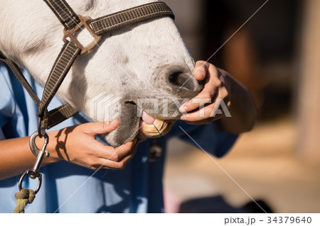 Midsection of female vet examining horse mouth Midsection of female vet examining horse mouth 34379640