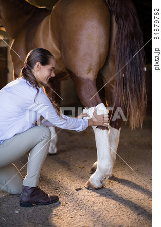 Side view of female vet bandaging horse leg Side view of female vet bandaging horse leg 34379782