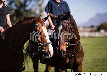 Midsection of friends sitting on horses at barn Midsection of friends sitting on horses at barn 34379972
