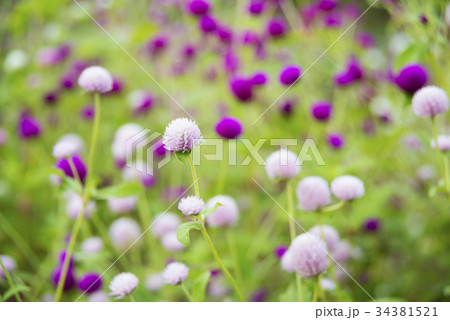 ピンクと赤紫のセンニチコウの丸い花の写真素材