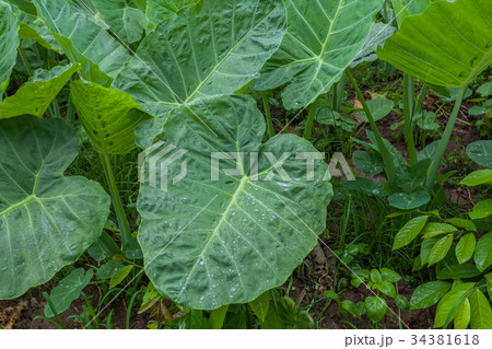 taro farm plantation is sprinkled with sprinkler. 34381618