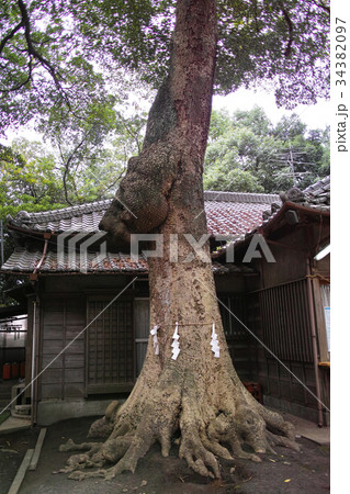 氷川女體神社 御神木の熊の頭 氷川女體神社 御神木の熊の頭 34382097