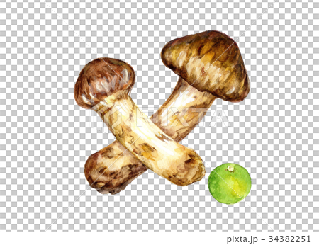 Matsutake水彩插圖 34382251