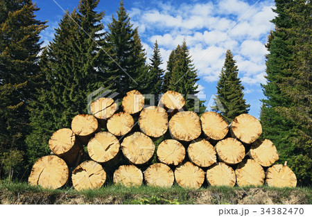Pile of felled wood lying on the ground Pile of felled wood lying on the ground 34382470