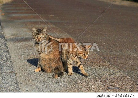 キジトラ猫の親子 親にすり寄る子猫と警戒する母猫の写真素材