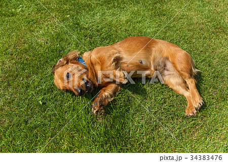 mixed spaniel dogs spaniel mixed spaniel dogs spaniel 34383476