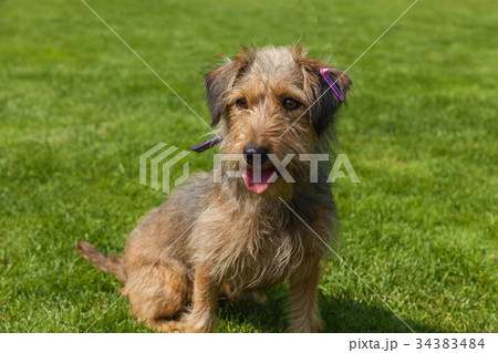 mixed spaniel dogs spaniel mixed spaniel dogs spaniel 34383484