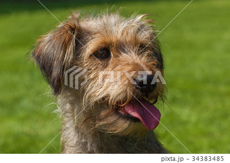 mixed spaniel dogs spaniel 34383485