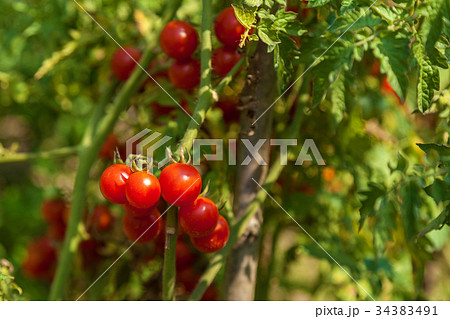 fresh small red tomatoes on a bush 34383491