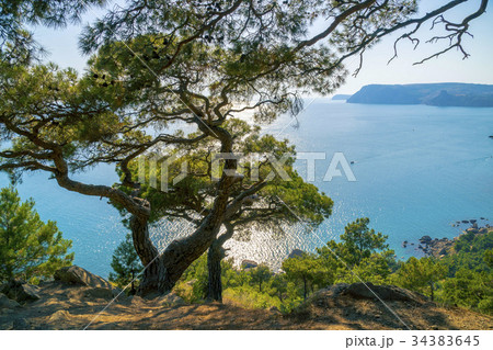 Black Sea Bay and Pine Tree on Crimean Mountains Black Sea Bay and Pine Tree on Crimean Mountains 34383645