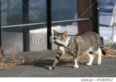 釣り人から貰った魚をくわえて子猫のところに向かう親猫の写真素材