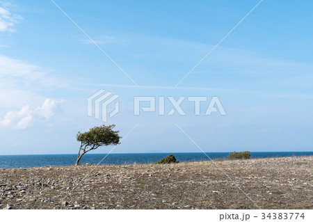 Windswept tree and bushes by a coastline 34383774