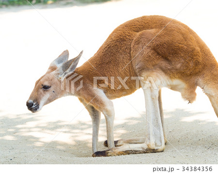 アカカンガルー アカカンガルー 34384356