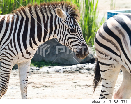 グラントシマウマ グラントシマウマ 34384531