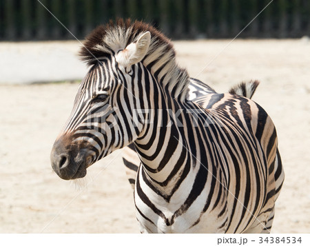 グラントシマウマ グラントシマウマ 34384534