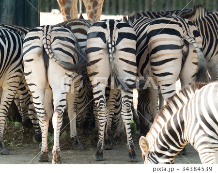 グラントシマウマ グラントシマウマ 34384539