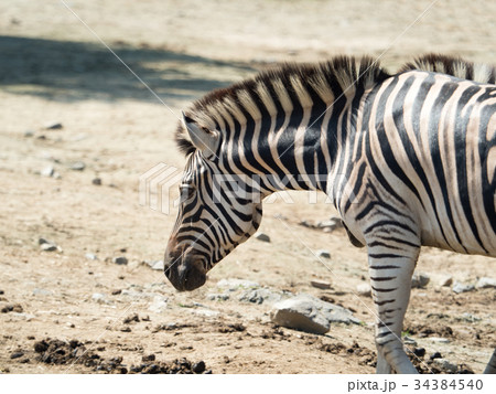 グラントシマウマ グラントシマウマ 34384540