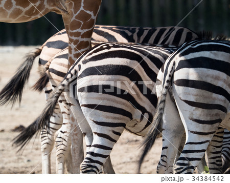 グラントシマウマ グラントシマウマ 34384542