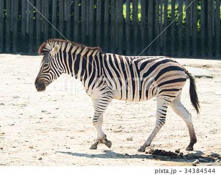 グラントシマウマ グラントシマウマ 34384544