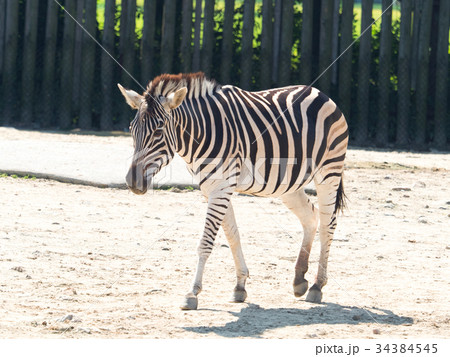 グラントシマウマ グラントシマウマ 34384545