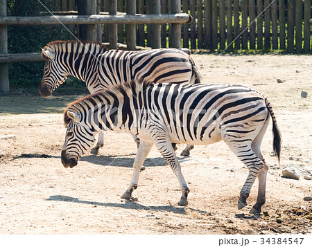 グラントシマウマ グラントシマウマ 34384547