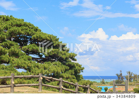 念頭平松 伊平屋島 念頭平松 伊平屋島 34384809