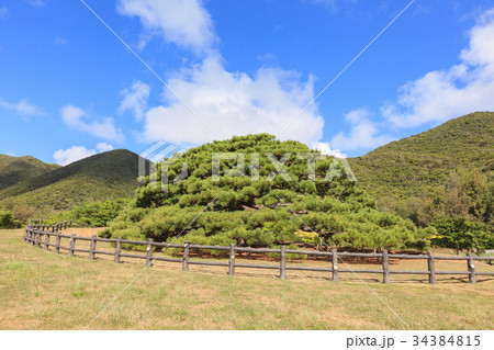 念頭平松 伊平屋島 念頭平松 伊平屋島 34384815