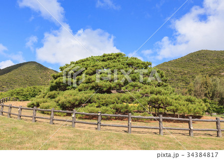 念頭平松　伊平屋島 34384817