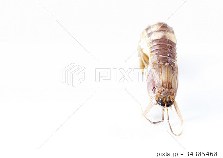 茹でたシャコ 34385468