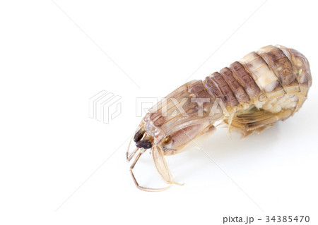 茹でたシャコ 34385470