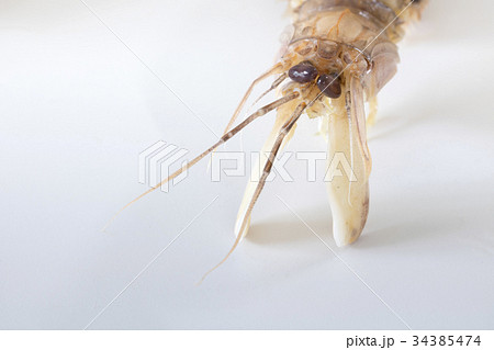 茹でたシャコ 34385474