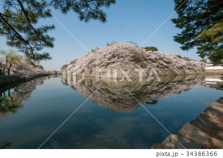 彦根城中堀の桜 34386366