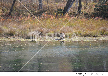 ニホンジカ 奥日光 戦場ヶ原 栃木県日光市 の写真素材