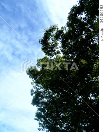 見上げた空に緑 見上げた空に緑 34386592