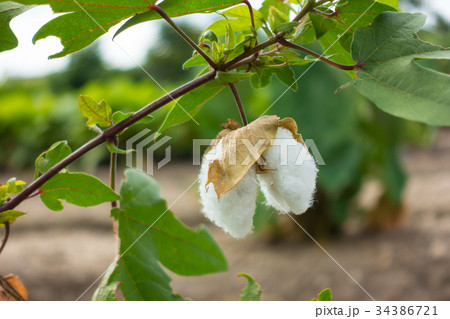 ワタの実 34386721